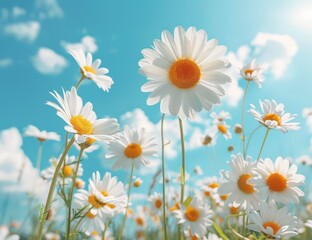Fototapeta premium Bouquet of beautiful daisies against the background of clouds and blue sky. 