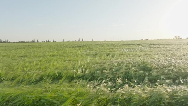 Barley green field in the wind