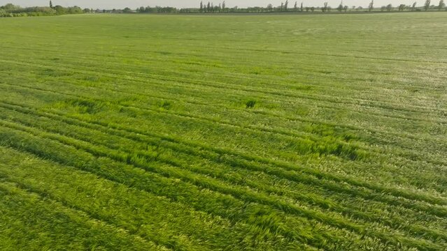 Green barley field in the wind