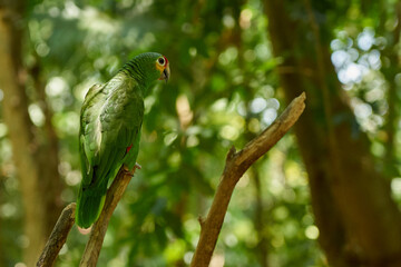 Green parrot close-up with blurred background.