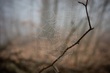 the cobweb in foggy forest