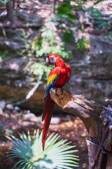 Parrot close-up with blurred background.