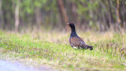 Western capercaillie (Tetrao urogallus) in summer forest