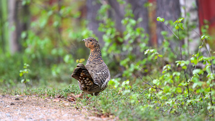 Western capercaillie (Tetrao urogallus) in summer forest