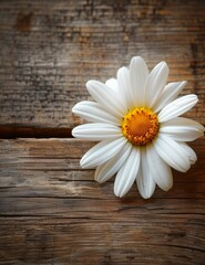 Obraz premium White daisy with yellow center on a wooden background.