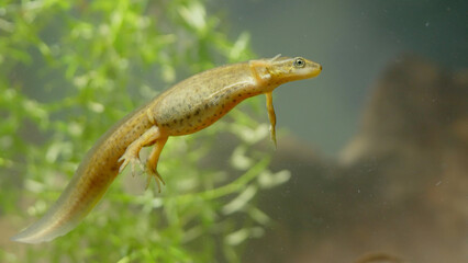 Smooth newt, or common newt in sping underwater, Lissotriton vulgaris