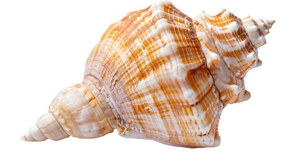 Obraz premium Concha marina sobre fondo transparente