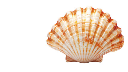 Fototapeta premium Concha marina sobre fondo transparente