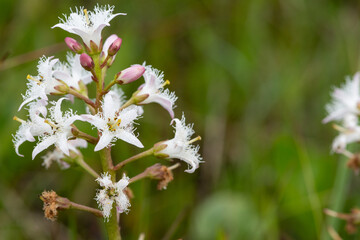 Close up of bogbean (menyanthes trifoliata) flowers in bloom