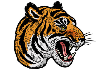 Tiger head tattoo color sketch engraving PNG illustration. T-shirt apparel print design. Scratch board imitation. Black and white hand drawn image.