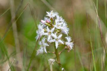 Close up of bogbean (menyanthes trifoliata) flowers in bloom