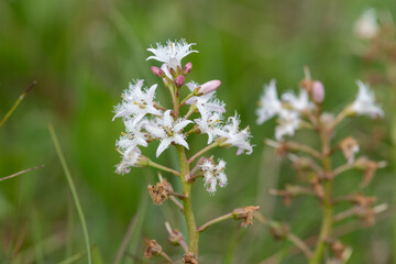 Close up of bogbean (menyanthes trifoliata) flowers in bloom