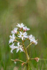 Close up of bogbean (menyanthes trifoliata) flowers in bloom