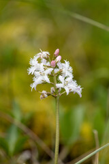 Close up of bogbean (menyanthes trifoliata) flowers in bloom