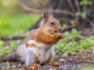 Squirrel eats a nut while sitting in green grass. Eurasian red squirrel, Sciurus vulgaris