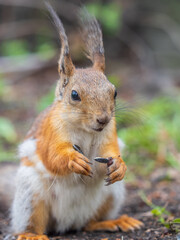 Squirrel sitting in green grass. Eurasian Red squirrel sitting in grass against bright green background