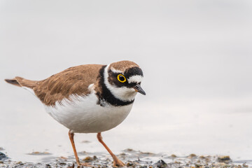 Little ringed plover (Charadrius dubius), bird standing on the lake shore