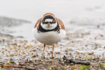 Little ringed plover (Charadrius dubius), bird standing on the lake shore