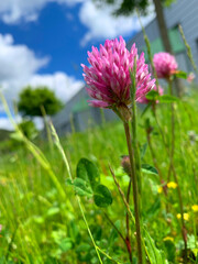 A close-up image of a pink clover blossom growing in a field of green grass, with a bright blue sky and fluffy white clouds in the background