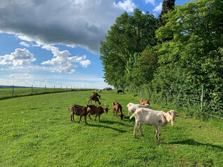 A group of goats graze peacefully in a field of green grass under a blue sky with puffy clouds