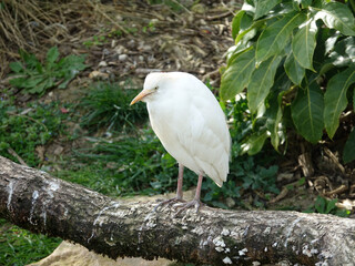 oiseau au zoo de Beauval