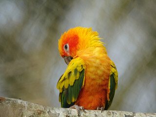 Conure soleil