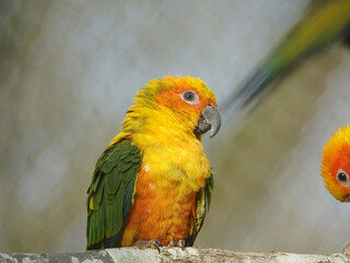 Conure soleil
