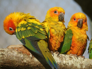 Conure soleil