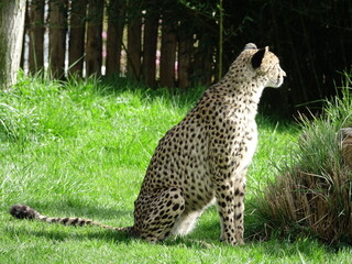 Guépard dans son enclos