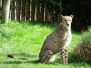 Guépard dans son enclos