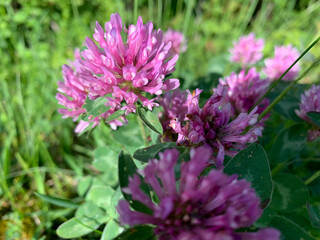 A close-up shot of pink clover blossoms in a field of green grass