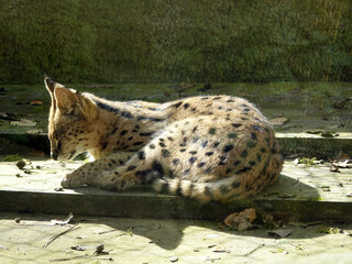 Serval
