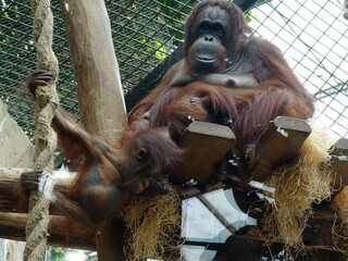 Naklejka premium bébé Orang-outan jouant avec sa maman