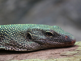 reptile au zoo de Beauval