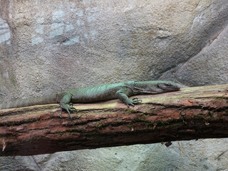 reptile au zoo de Beauval