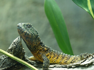 reptile au zoo de Beauval
