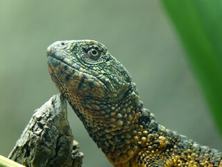 reptile au zoo de Beauval