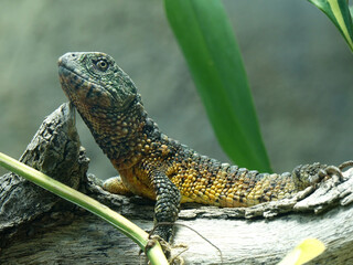 reptile au zoo de Beauval