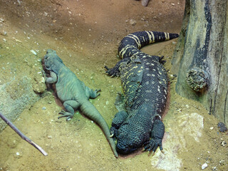 reptile au zoo de Beauval