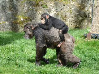 bébé Chimpanzé sur le dos de sa maman