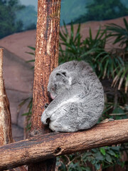 Koala entrain de dormir