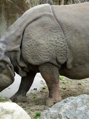 Obraz premium rhinocéros indien