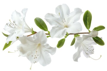 Fototapeta premium White Azaleas with leaves isolated on white background.