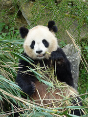 Obraz premium Panda géant