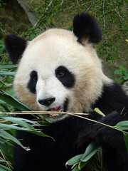 Obraz premium Panda géant
