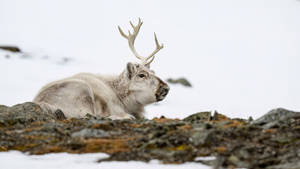 The Svalbard reindeer (Rangifer tarandus platyrhynchus) in early spring