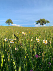 A vibrant green field dotted with white wildflowers, two trees stand tall against a bright blue sky