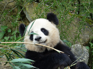 Naklejka premium Panda géant