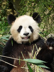 Fototapeta premium Panda géant