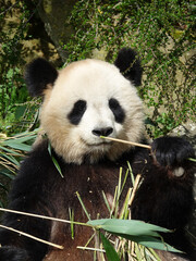 Obraz premium Panda géant